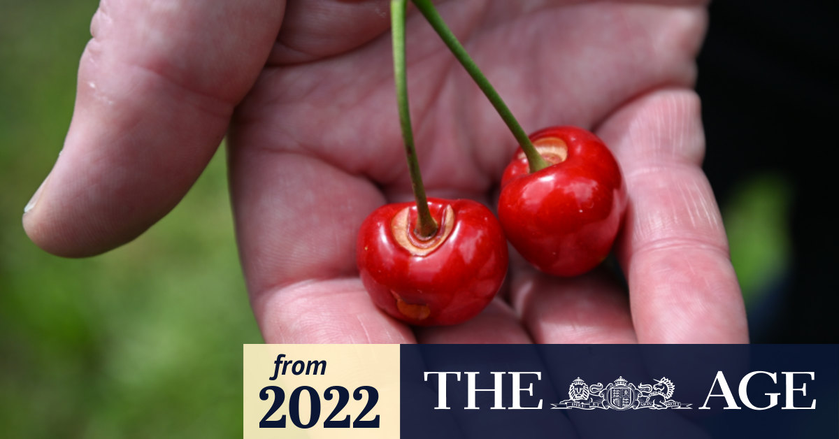 Prices for cherries, pears, peaches and plums are set to rise in
